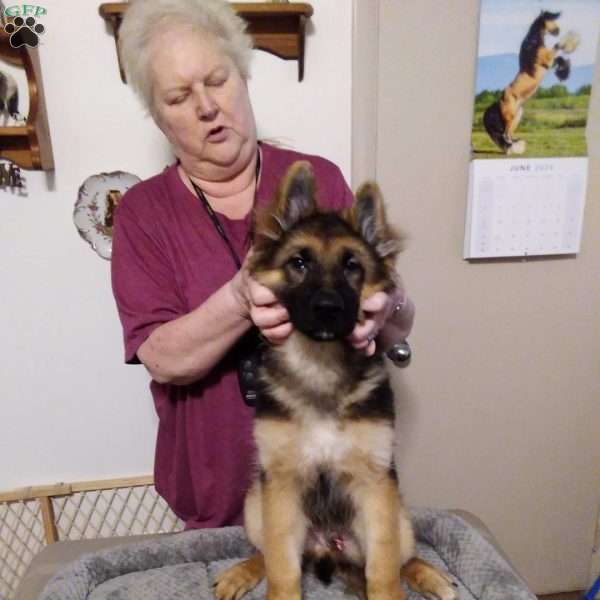 Samson, German Shepherd Puppy